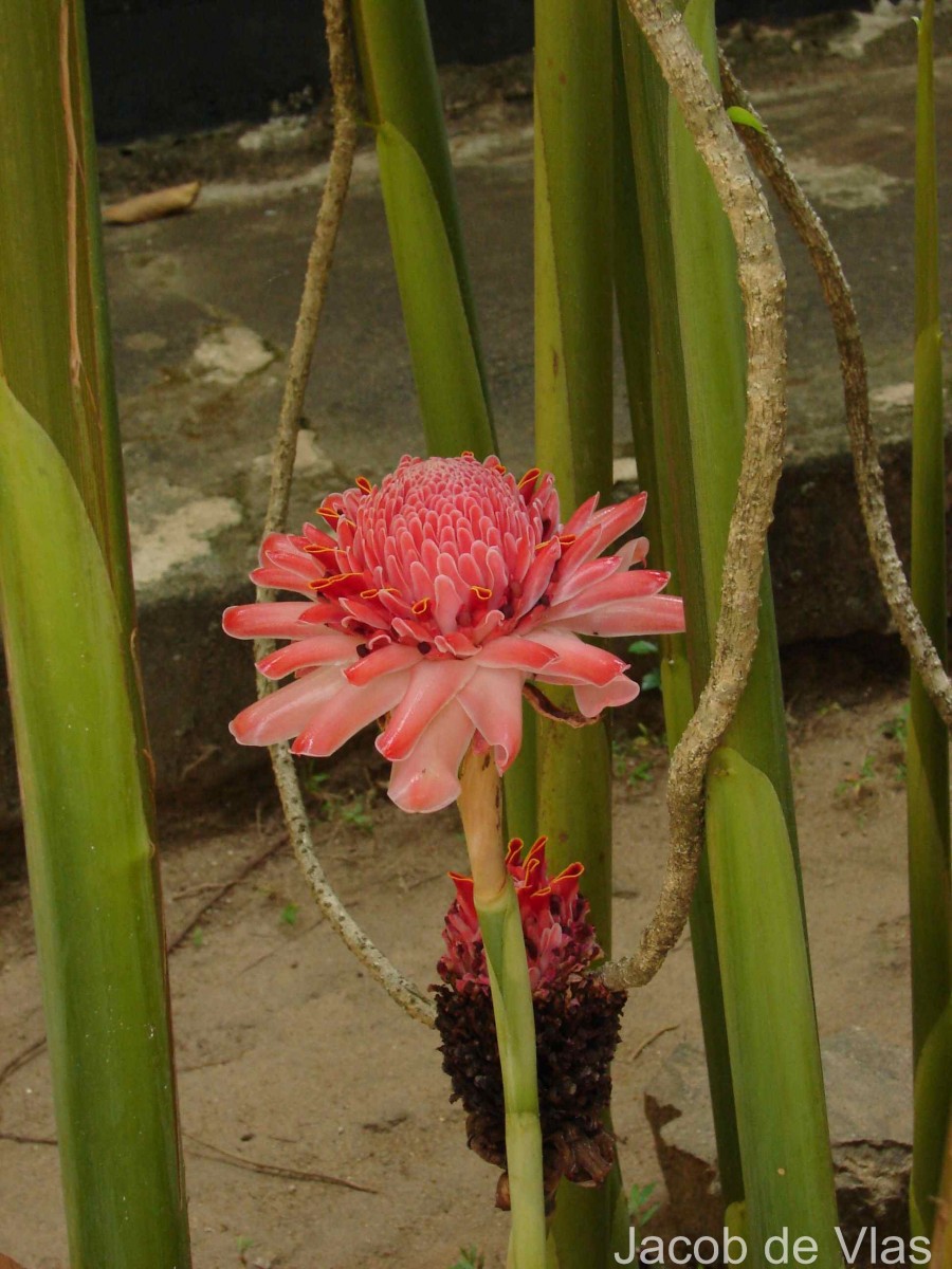 Etlingera elatior (Jack) R.M.Sm.